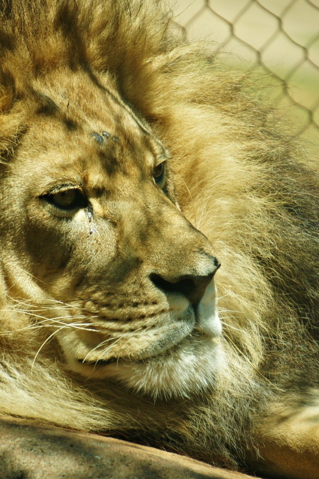 Лев лежит в клетке