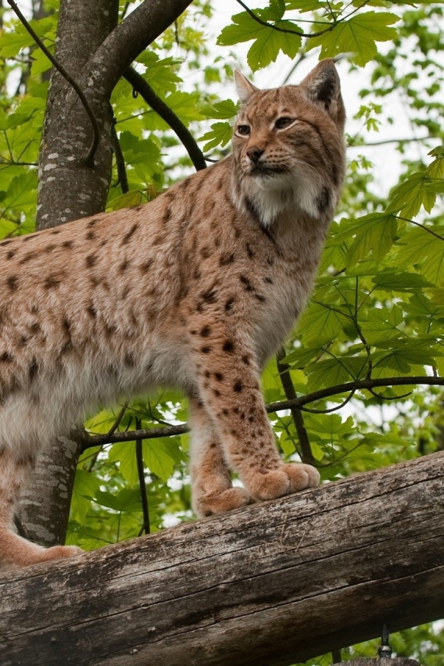 Рысь на дереве