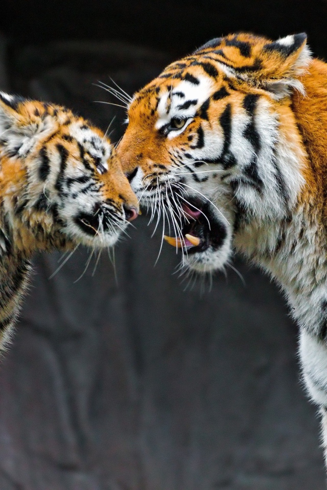 Встреча двух тигров