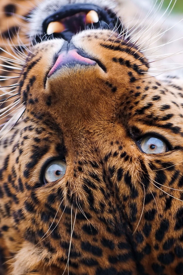 Морда лежачего леопарда