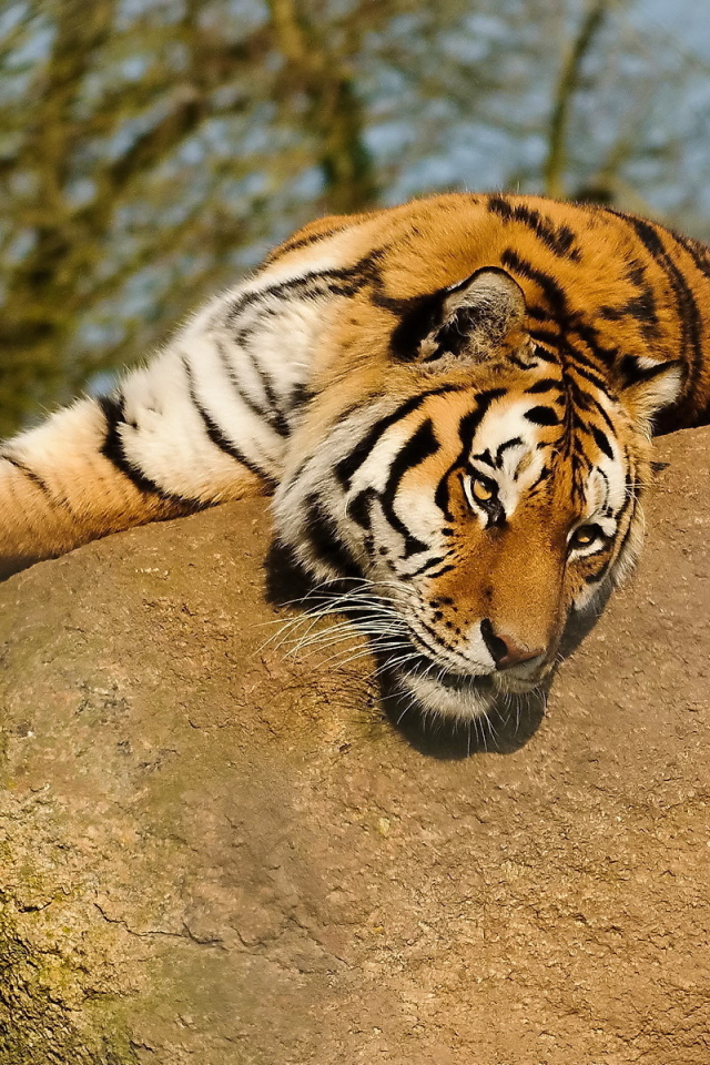 Тигр лежит на камне