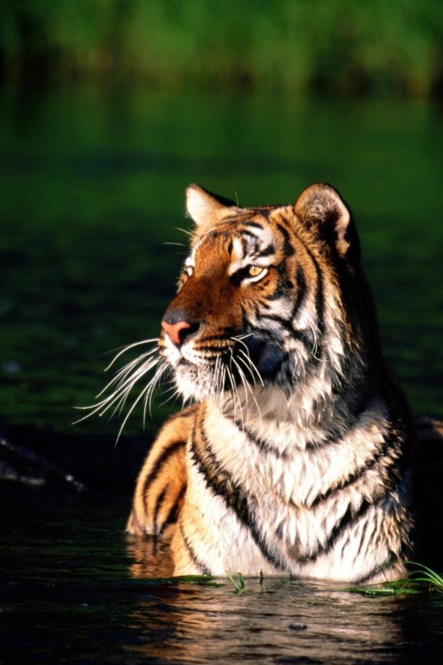 Тигр купается
