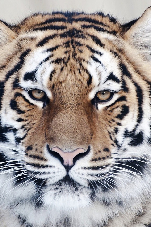 Тигр вблизи