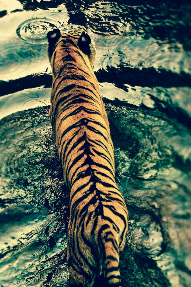 Тигр решил искупаться