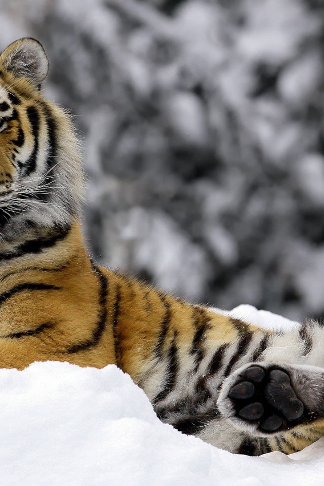 Тигр зимой 