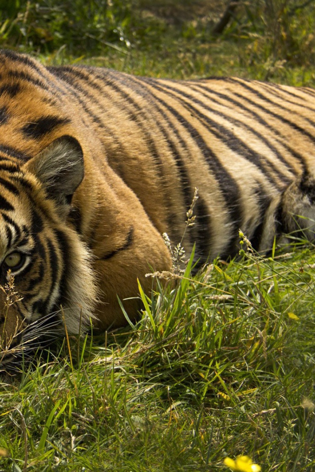 Тигр лежит в траве