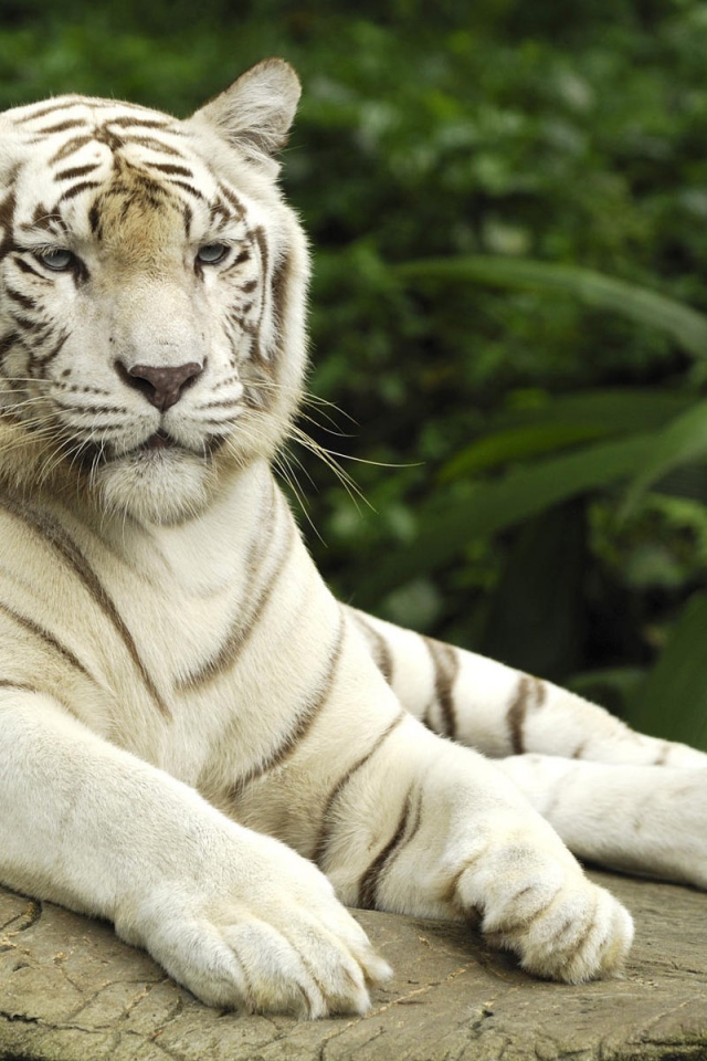 Белый тигр в Сингапуре 