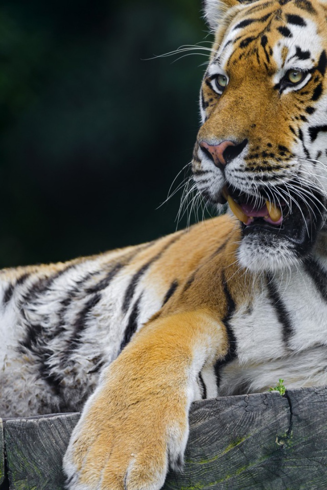 Тигр отдыхает на помосте