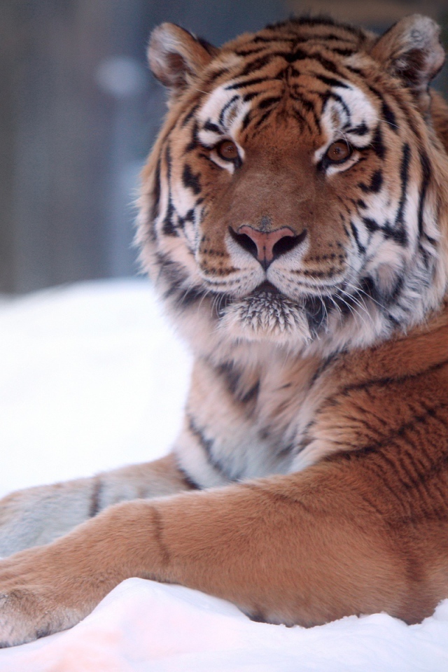 Тигр в снегу