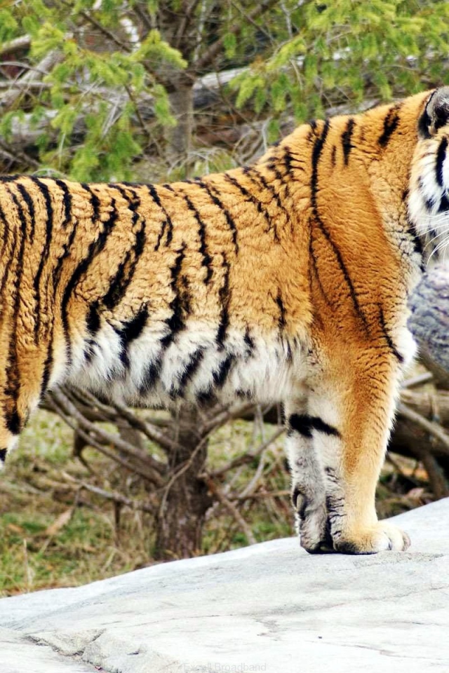 Обои с тигром