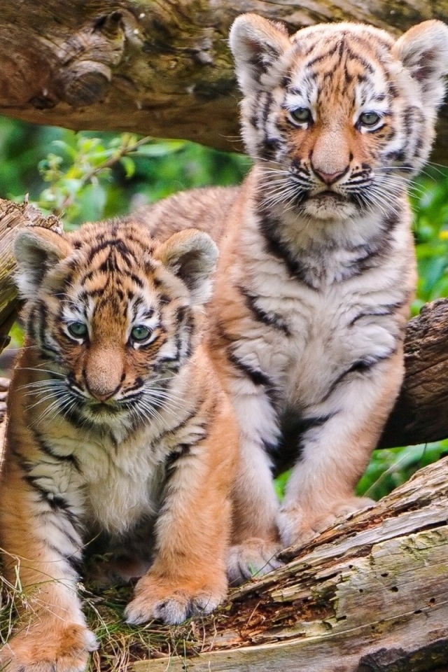 Два тигренка