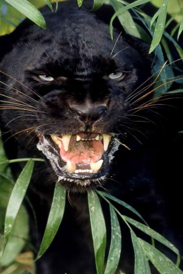 Взгляд черной пантеры