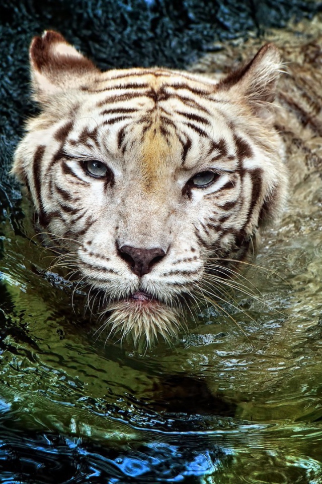 Белый тигр в воде