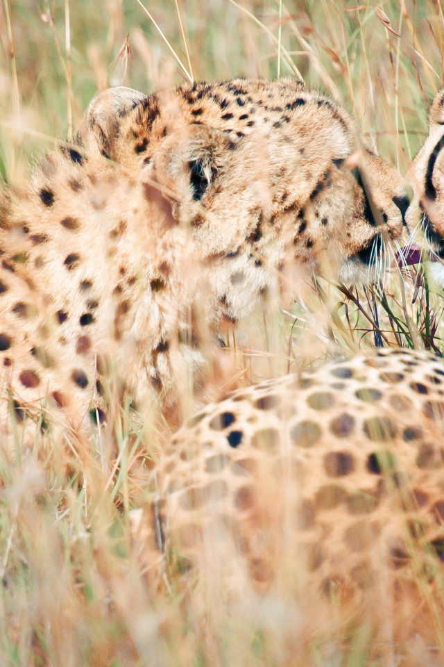 Дикий поцелуй