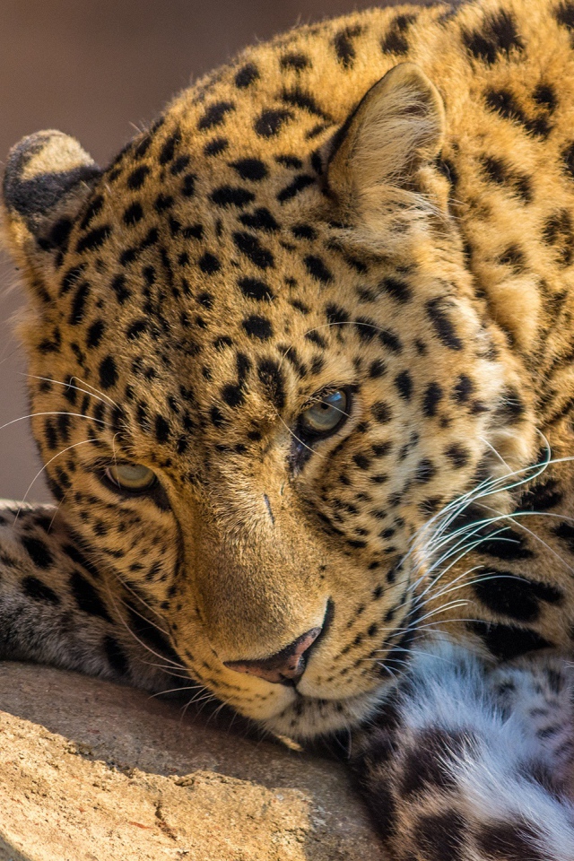 Леопард в зоопарке 