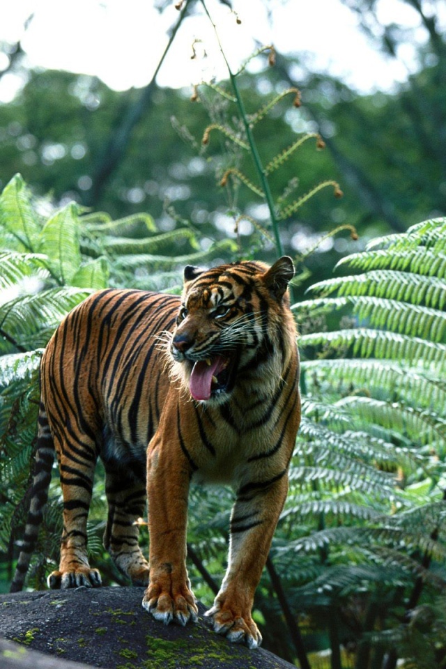 Индийский тигр