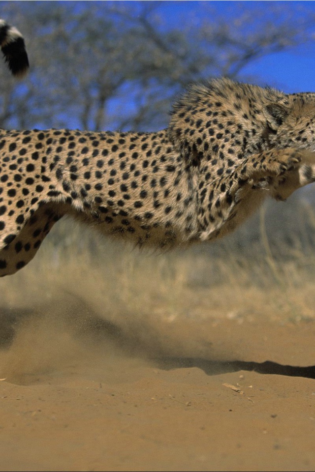 Прыжок гепарда