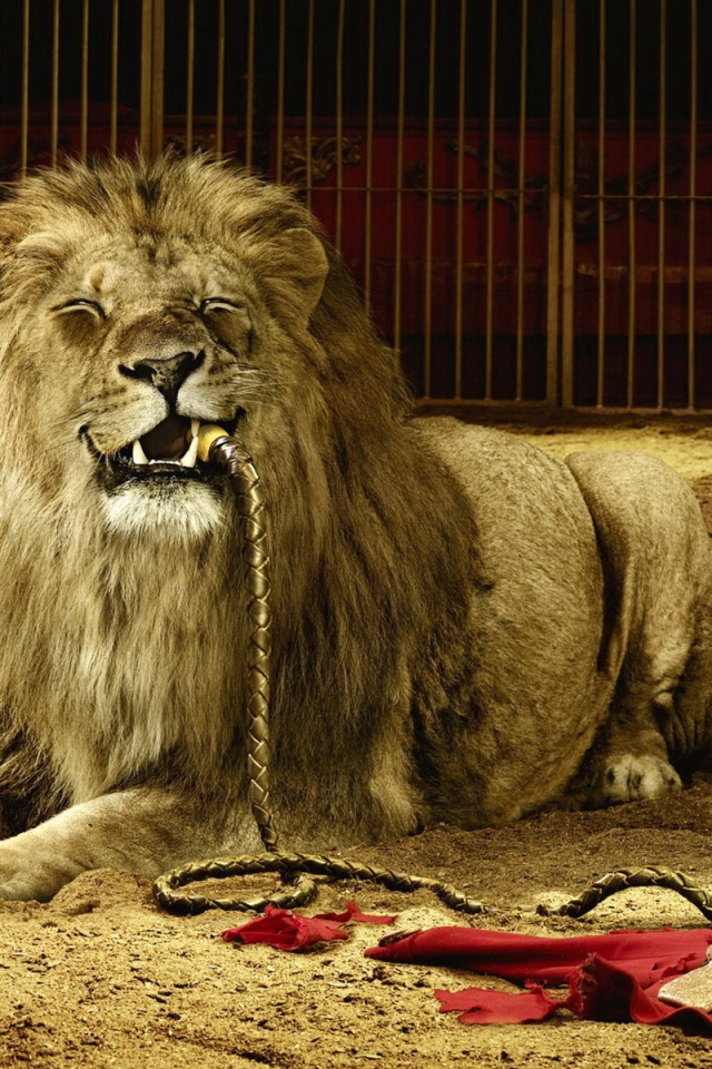 Лев съел дрессировщика