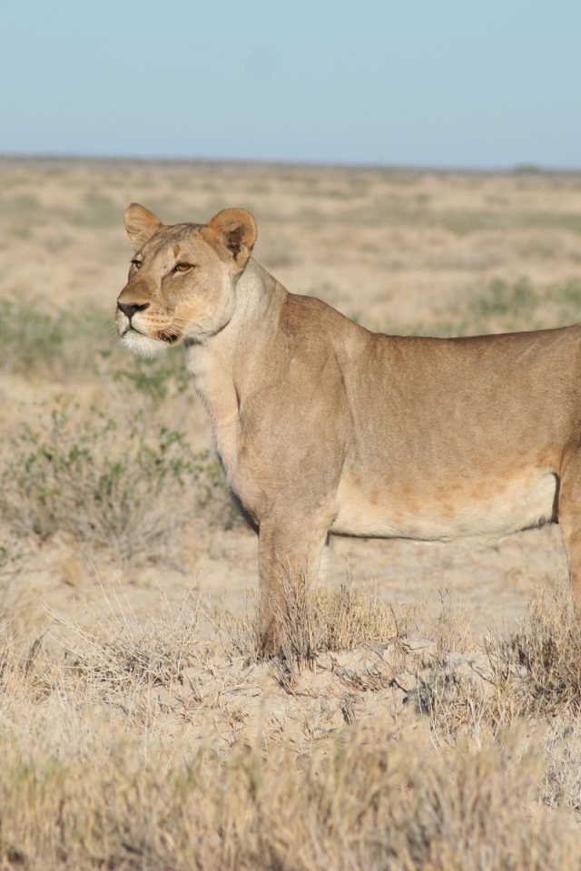 Львица вышла на охоту