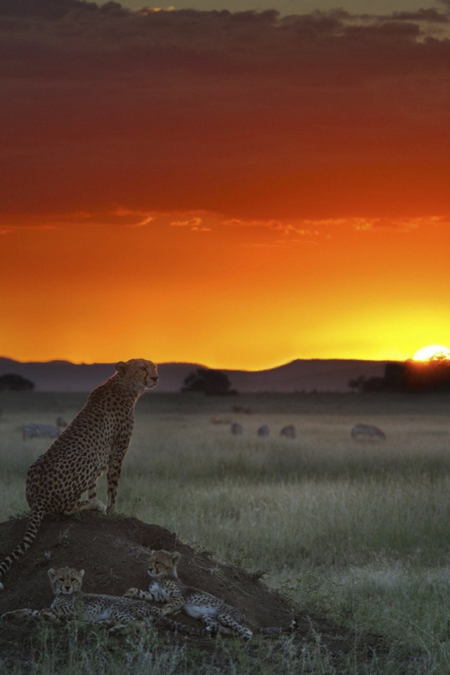 Гепард высматривает добычу