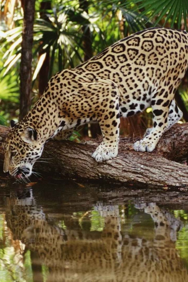 Ягуар на водопое