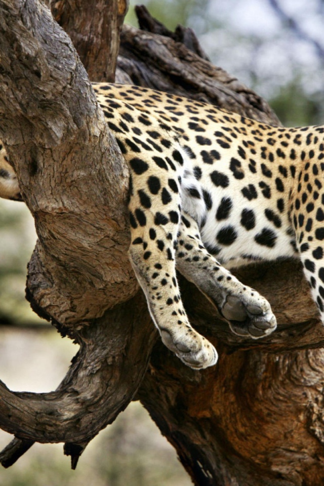 Леопард спит на дереве