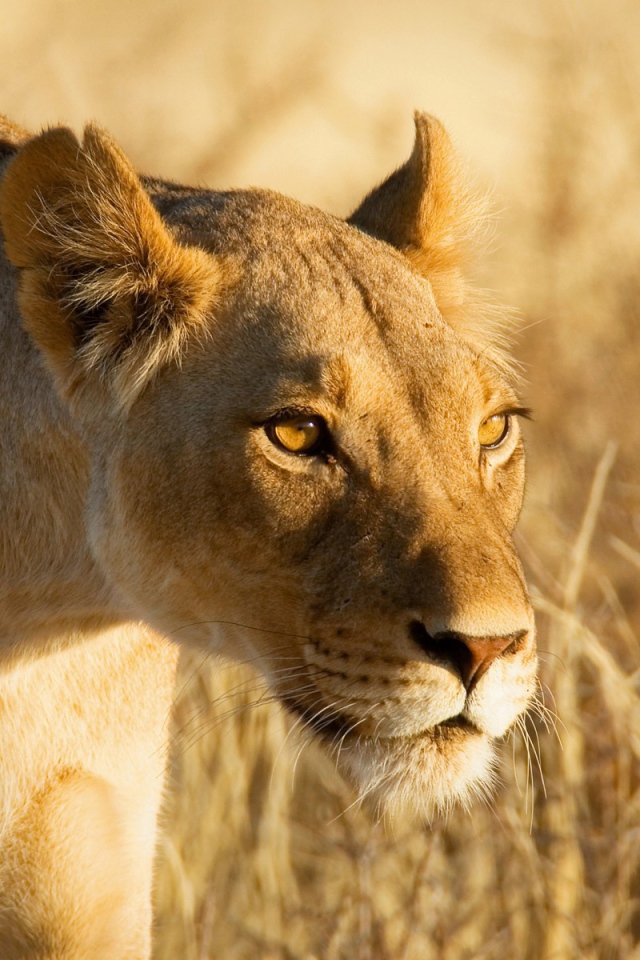 Лев крадется к добыче