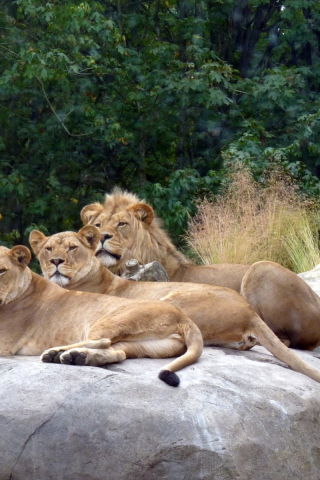 Львы в зоопарке