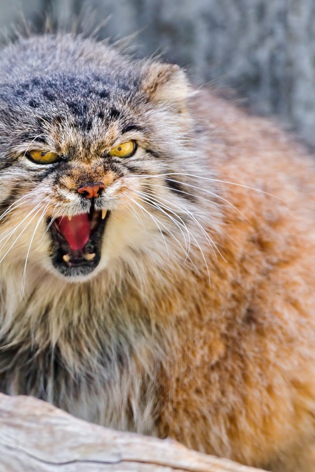 Манул в угрожающей позе