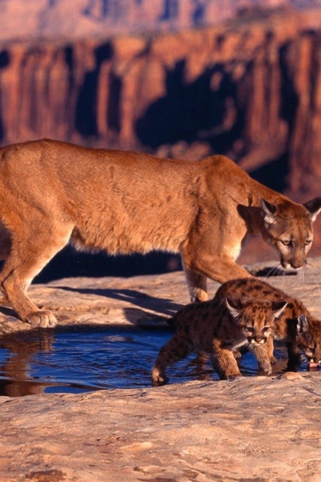 	   Puma with kittens