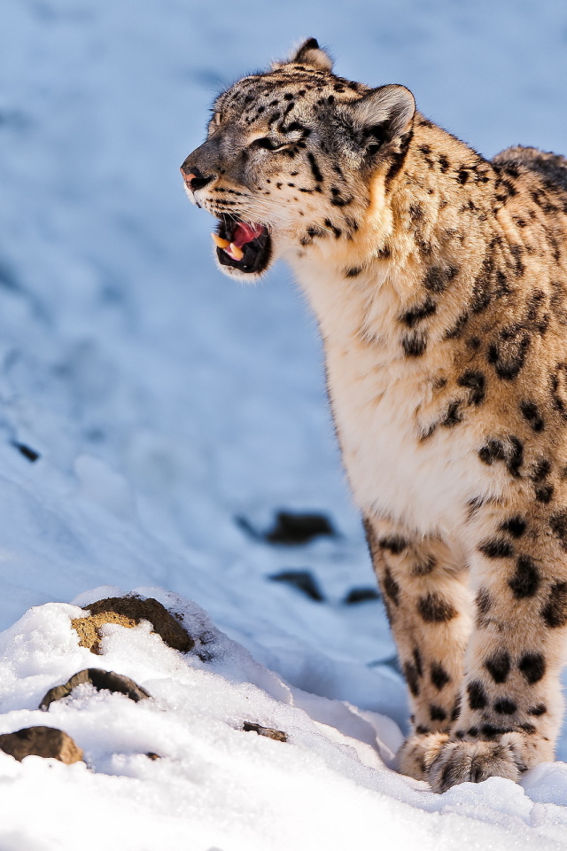 	   Snow leopard is sitting in the snow