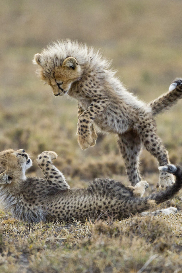 Детеныши гепарда