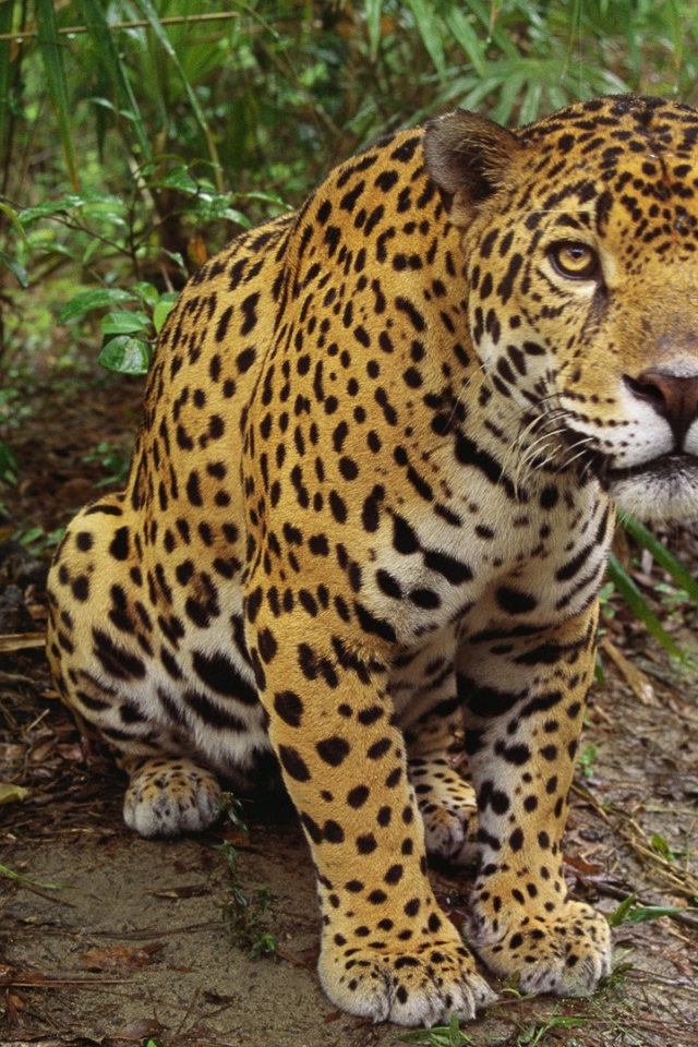 Леопард приготовился к прыжку