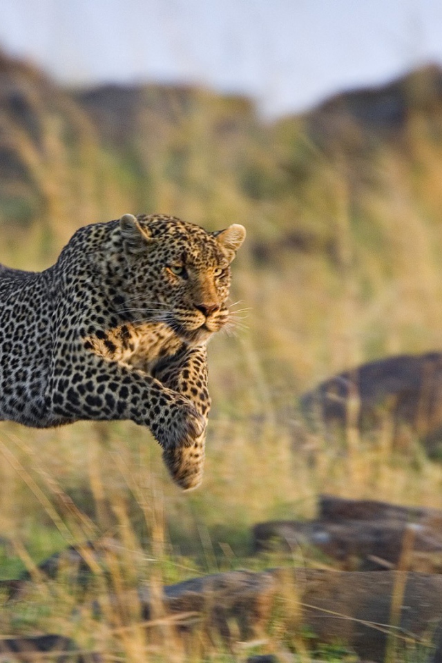 Леопард в прыжке