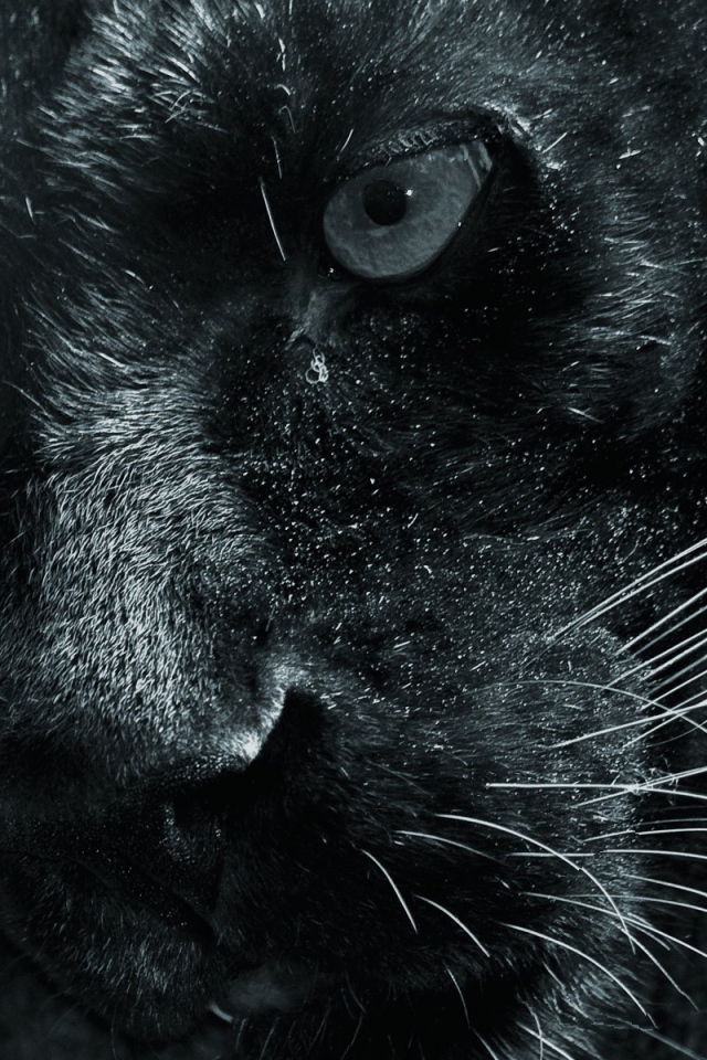 Морда черной пантеры