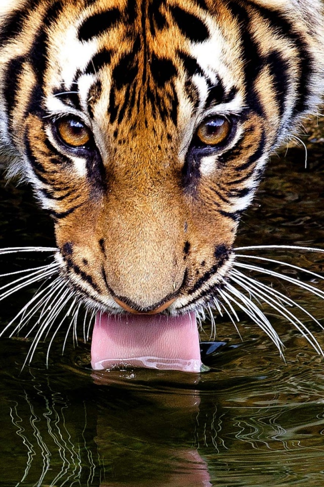 Тигр пьет воду