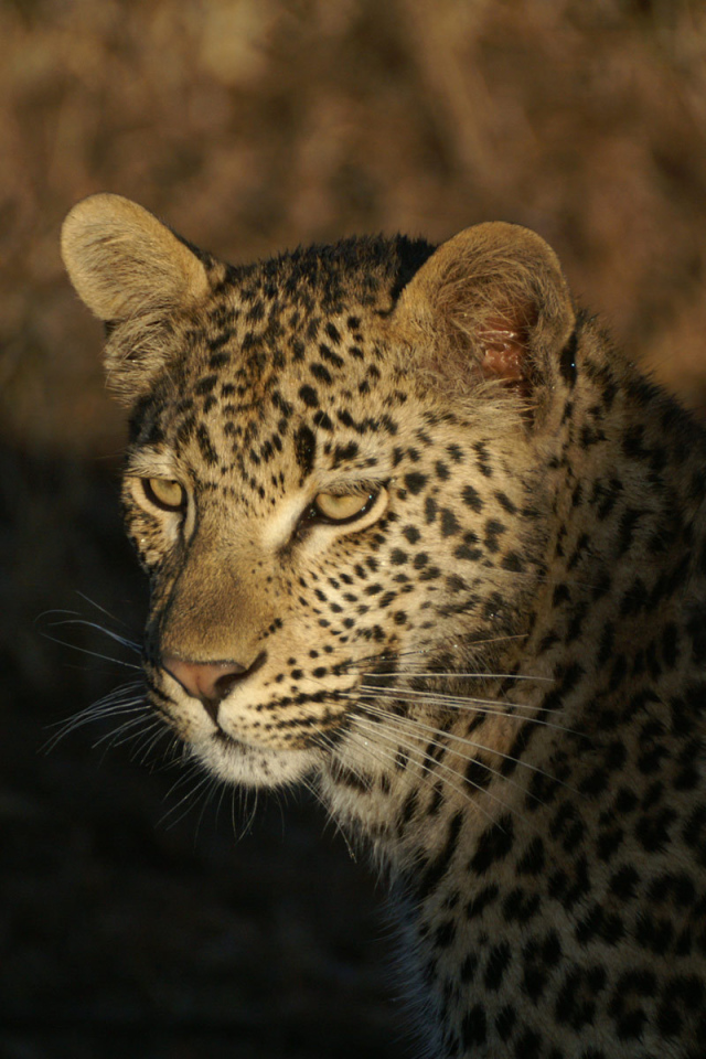 Дикая кошка леопард