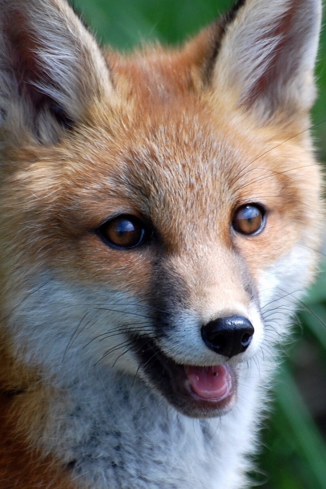 A smiling fox