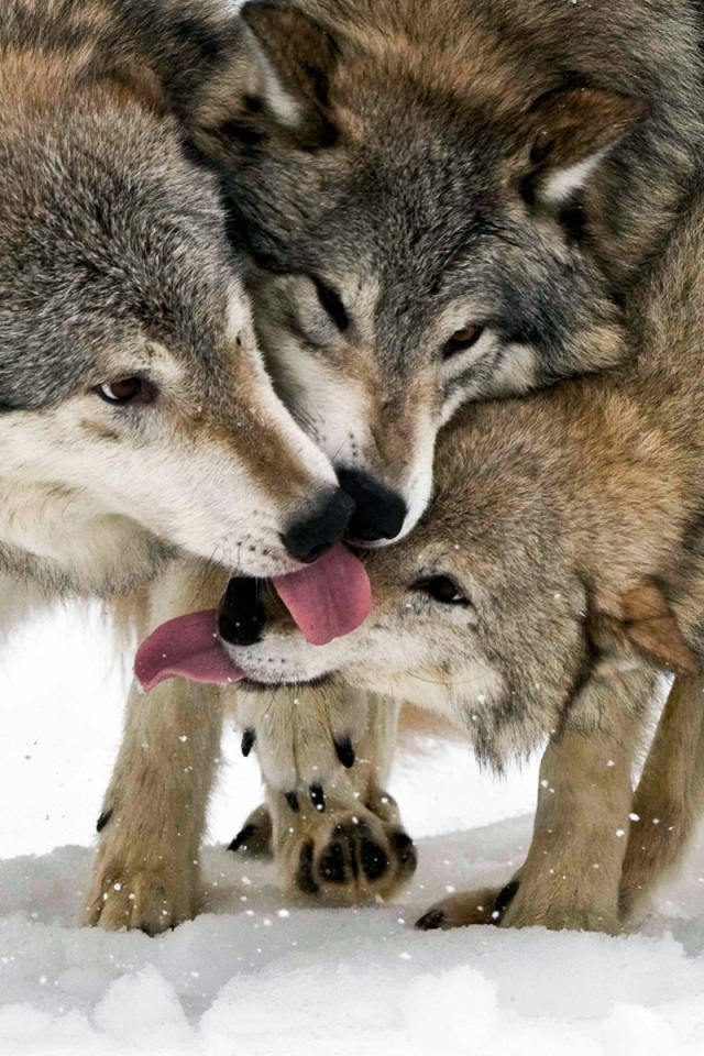 Общение волков