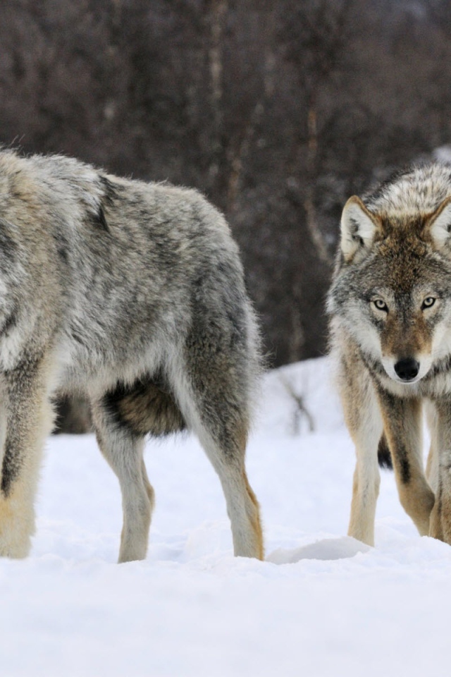 Волки в Норвегии