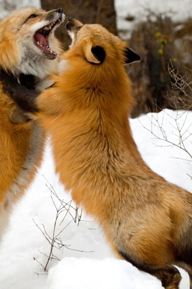 Красные лисы из Монтаны 