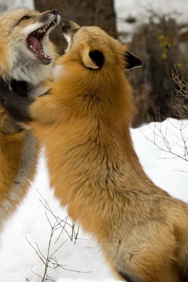 Борьба лисиц на снегу