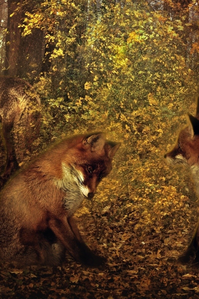 Третий лишний у лисиц