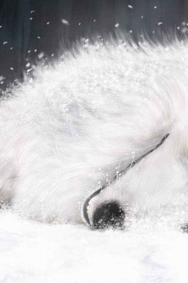 Белая лиса на снегу 