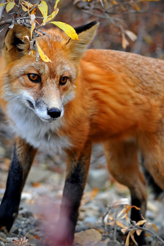 Лиса в осеннем лесу