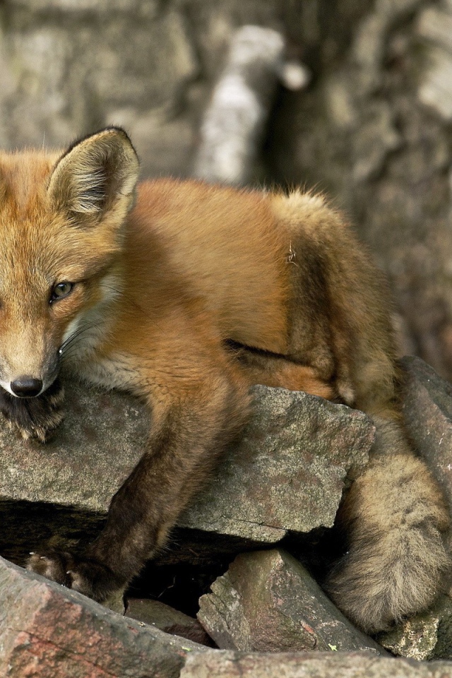 Лиса лежит на камне