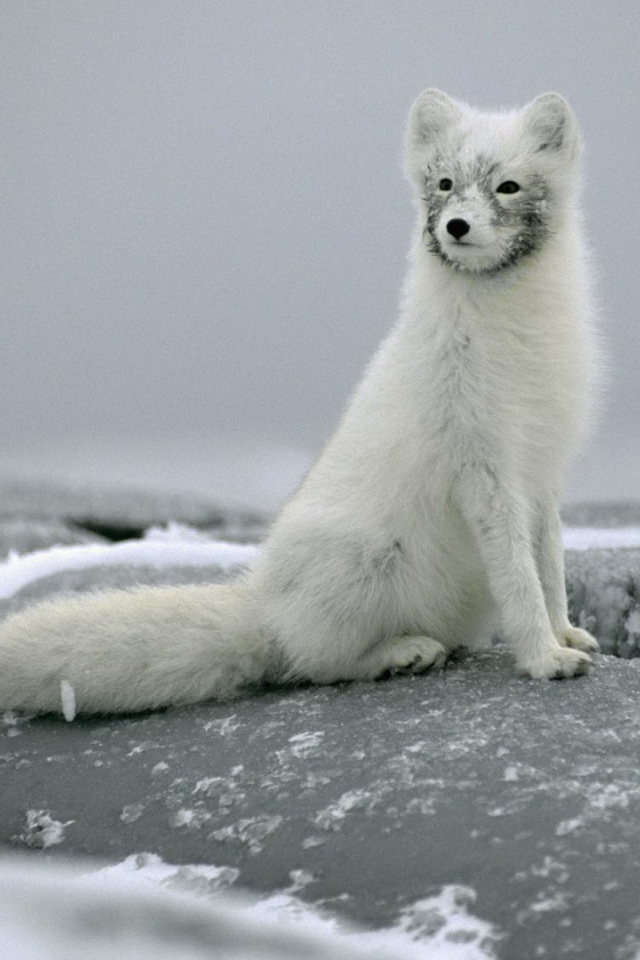 Песец сидит на камне