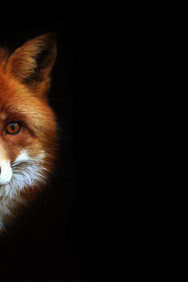 Рыжая лиса на черном фоне