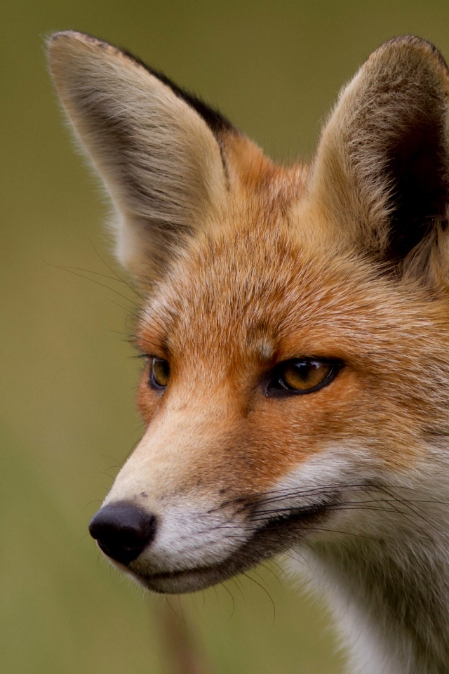 Хитрая рыжая лиса