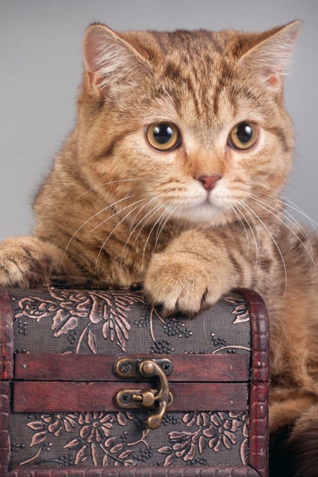 Шкатулка и котёнок